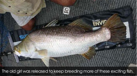 The old girl was released to keep breeding more of these exciting fish.